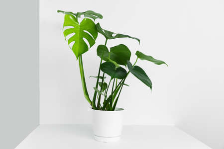 A beautiful monstera flower in a modern pot stands on a table against a white and gray wall. The concept of minimalism. Monstera deliciosa or Swiss cheese factory in a trendy interiorの写真素材