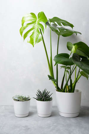 Indoor plants: succulents, echeveria, haworthia and monstera in white pots on a gray background.の写真素材