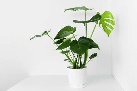 A beautiful monstera flower in a modern pot stands on a table against a white wall. The concept of minimalism.の写真素材