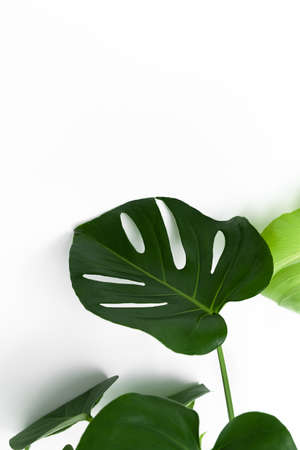 Beautiful home flower monstera deliciosa on a white wall background. Large leaves of the Monster house plantの写真素材