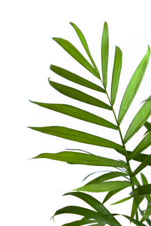 Decorative Areca palm on a white background. Leaves of the Areca houseplant close-up. Selective focus.の写真素材