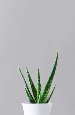 An aloe vera plant in a modern pot on a white wooden table against a gray wall. The concept of minimalismの写真素材