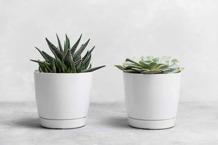 Indoor plants succulents: echeveria and haworthia in white pots on a gray backgroundの写真素材