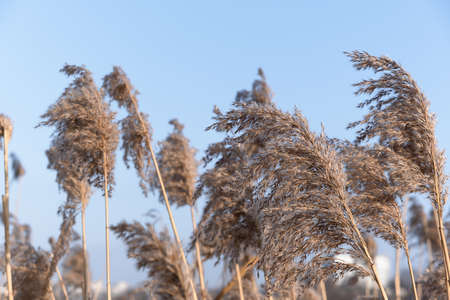 Dry reed on the lake, reed seeds. Golden reed grass in the sun against the blue sky. Pampas grass. Natural backgroundの写真素材