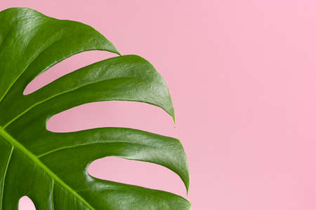 Beautiful big leaf monsters on pink background. Monstera deliciosa close-up. Selective focus.の写真素材