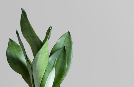 The leaves of the house plant Sansevieria on the background of a gray wall. Home plant Sansevieria trifa from the family of asparagus. The concept of minimalism.の写真素材