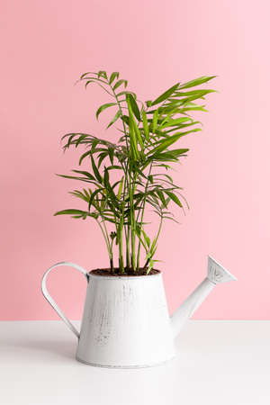 Decorative Areca palm in a modern watering can-shaped flower pot on a white wooden table against a pink wall background.の写真素材