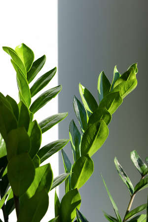 Home plant Zamioculcas Zamiifolia in the sun on a white wall background. Modern houseplants with Zamioculcas plant, minimal creative home decor concept, garden roomの写真素材