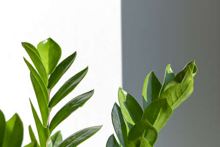 Home plant Zamioculcas Zamiifolia in the sun on a white wall background. Modern houseplants with Zamioculcas plant, minimal creative home decor concept, garden roomの写真素材