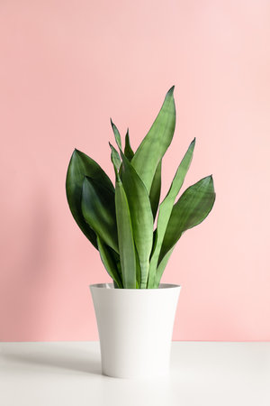 A modern-style Sansevieria plant is placed on a white table against a pink wall. Home plant Sansevieria trifasciataの写真素材
