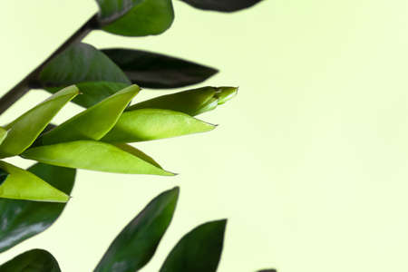 Sprigs with leaves of zamiokulkas on a green background. The concept of minimalism. The poster. Selective focus.の写真素材