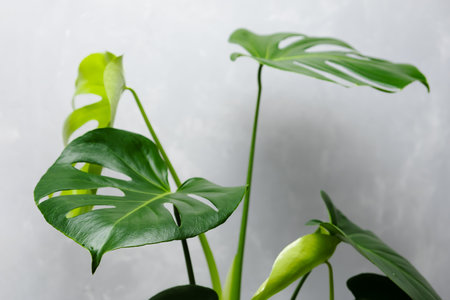 Beautiful home flower monstera deliciosa on a gray wall background. Large leaves of the Monstera home plantの写真素材