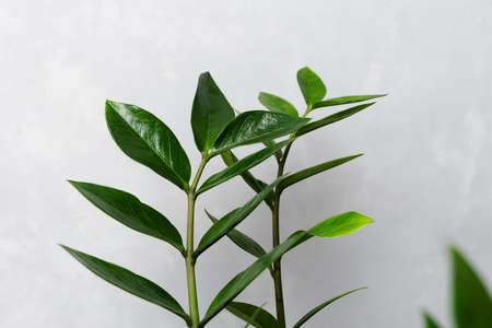 Sprigs with leaves of zamiokulkas on a gray background. The concept of minimalism. The poster. Selective focusの写真素材