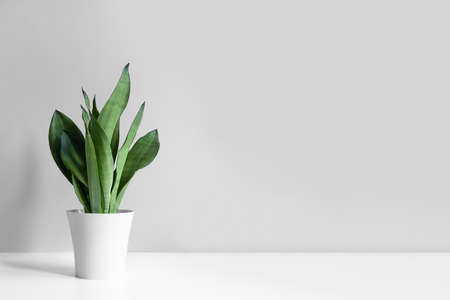 Sansevieria plant in a modern put on a white table against a gray wall. Home plant Sansevieria trifaの写真素材