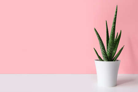 An aloe vera plant in a modern pot on a white wooden table against a pink wall. The concept of minimalismの写真素材