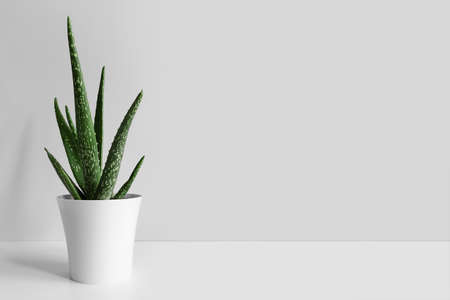 An aloe vera plant in a modern pot on a white wooden table against a gray wall. The concept of minimalism.の写真素材