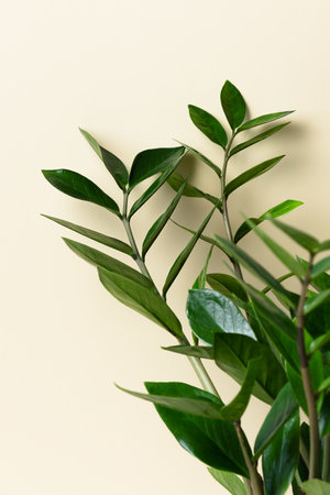 Branches and leaves of zamiokulkas on a beige background. The concept of minimalism. Stylish and minimalistic urban jungle interior. The poster. Selective Focusの写真素材