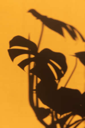 The shadow of Monstera deliciosa or a Swiss cheese plant leaf from the sunset on the wall.の写真素材