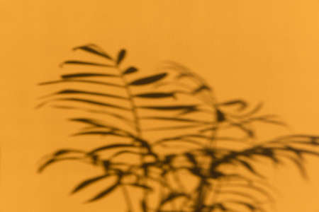 The shadow of hamedorea leaves or Areca palm at sunset on the wall.の写真素材