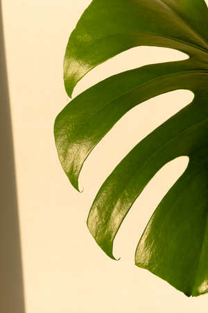 A beautiful large leaf of the monstera or Swiss Cheese plant in the rays of the setting sun....