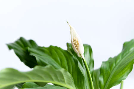 The house plant lilies or Spathiphyllum bloomed with a white flower. Home plant on a light background. Selective focusの写真素材