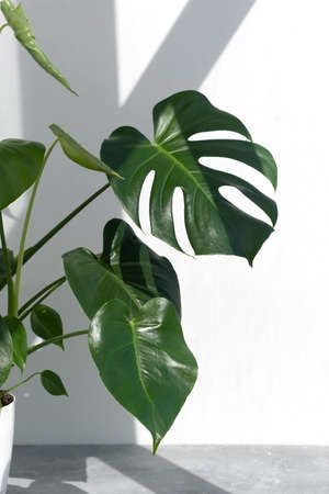 Beautiful monstera deliciosa or Swiss cheese plant in the sun against the background of a white wall. Home plant in a modern interior. Interior Design.の写真素材