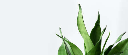 The leaves of the house plant Sansevieria on a light background. Home plant Sansevieria trifa. Selective focus. Bannerの写真素材