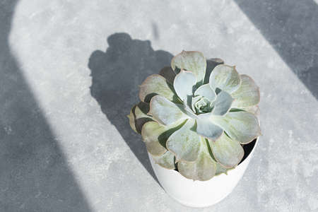 Indoor plant succulent echeveria in white pot in the sun against on a gray concrete background. Home plants in a modern interior.の写真素材
