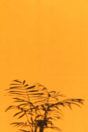 The shadow of hamedorea leaves or Areca palm at sunset on the wall.の写真素材