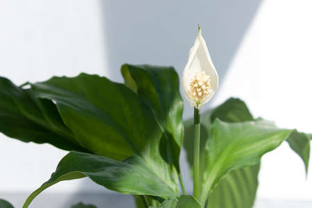 The house plant lilies or Spathiphyllum bloomed with a white flower. Home plant on a light background.の写真素材
