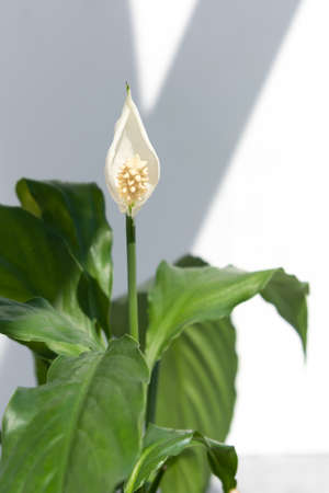 Beautiful white flower and green leaves of house plant lilies or Spathiphyllum on a light background.の写真素材