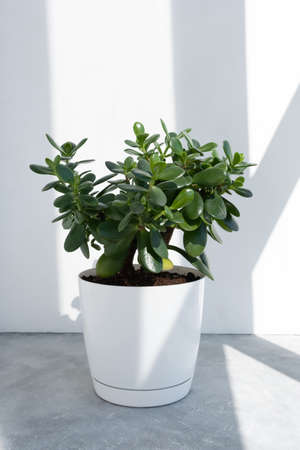 Beautiful Crassula ovata, Jade Plant, Money Plant, succulent plant in the sun on the background to a brick white wall. Home decor and gardening concept.の写真素材
