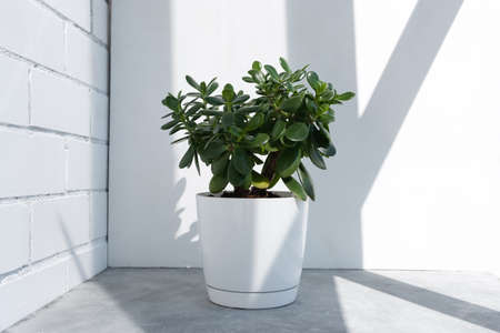 Beautiful Crassula ovata, Jade Plant, Money Plant, succulent plant in the sun on the background to a brick white wall. Home decor and gardening concept.の写真素材