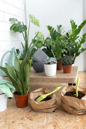 Collection of various home plants: cacti, succulents, monstera, zamiokulkas, aloe vera in different pots. Home decor and gardening concept.の写真素材