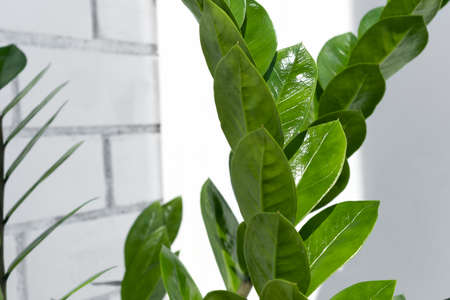 Beautiful home plant Zamioculcas Zamiifolia in the sun against the background of a brick white wall. Modern houseplant Zamiokulkas, close-up. Selective focusの写真素材