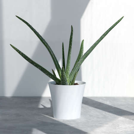 Beautiful aloe vera plant in a modern pot in the sun against the background of a white wall. Home plant in a modern interior. The concept of minimalismの写真素材