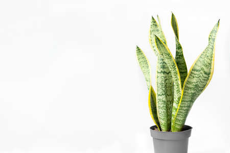 Home plant Sansevieria in a designer modern gray pot on a light background. House plants Sansevieria...
