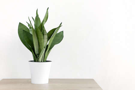 Sansevieria plant in a modern put on a wooden table against a white wall. Home plant Sansevieria trifa. Home Gardening concept.の写真素材