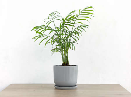 Decorative hamedorea or Areca palm in a modern flower pot on a wooden table against a white wall background. Home Gardening concept.の写真素材