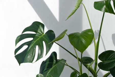 Beautiful monstera deliciosa or Swiss cheese plant in the sun against the background of a white wall. Home gardening concept. Selective focus.の写真素材