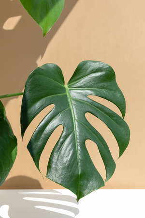 A beautiful leaf of the monstera deliciosa or Swiss cheese plant in the sun against a beige and white wall background. House plants in a modern interior. Home decor and gardening concept.の写真素材