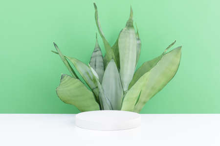 White podium, pedestal on a green background with a plant. Showcase for product promotion, beauty, natural cosmetic. Abstract minimal elegant, studio scene.の写真素材