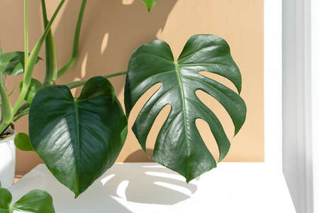 Beautiful monstera deliciosa or Swiss cheese plant in the sun on a white table against a beige wall background. House plants in a modern interior. Home decor and gardening concept.の写真素材