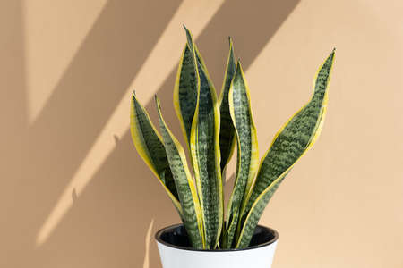 Sansevieria plant in a modern white pot on the background of a beige wall. Home plant Sansevieria trifa in a modern interior. Home decor and gardening concept.の写真素材