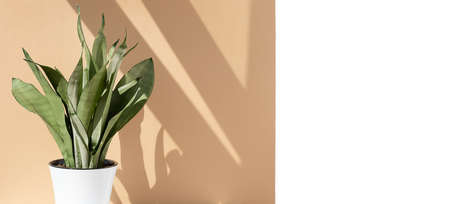 Sansevieria plant in a modern white pot on the background of a brown and white wall. Home plant Sansevieria trifa in a modern interior. Home decor and gardening concept. Bannerの写真素材