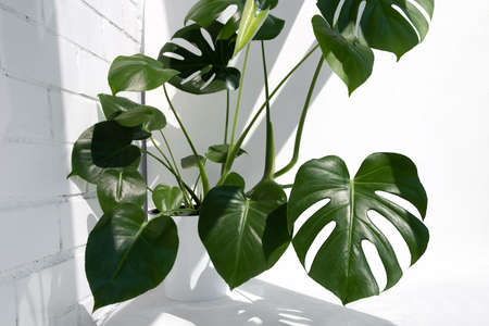 Beautiful monstera deliciosa or Swiss cheese plant in the sun against the background of a brick white wall. Home gardening concept.の写真素材