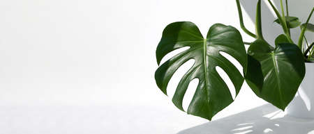 Beautiful monstera deliciosa or Swiss cheese plant in the sun against the background of a white wall. Home gardening concept. Selective focus.の写真素材