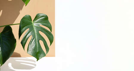 A beautiful leaves of the monstera deliciosa or Swiss cheese plant in the sun against a brown and white wall background. House plants in a modern interior. Home decor and gardening concept. Bannerの写真素材