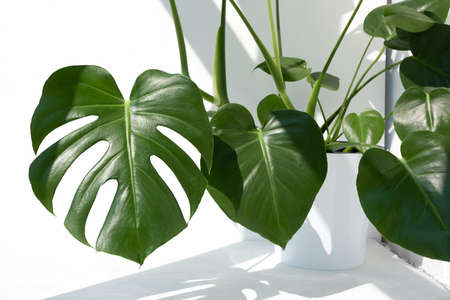 Beautiful monstera deliciosa or Swiss cheese plant in the sun against the background of a white wall. Home gardening concept. Selective focus.の写真素材