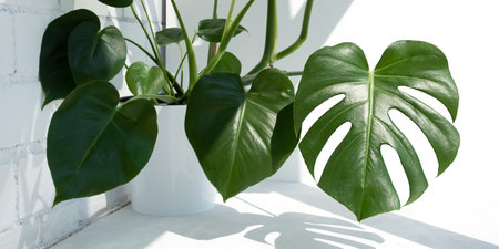 Beautiful monstera deliciosa or Swiss cheese plant in the sun against the background of a brick white wall. Home gardening concept. Bannerの写真素材